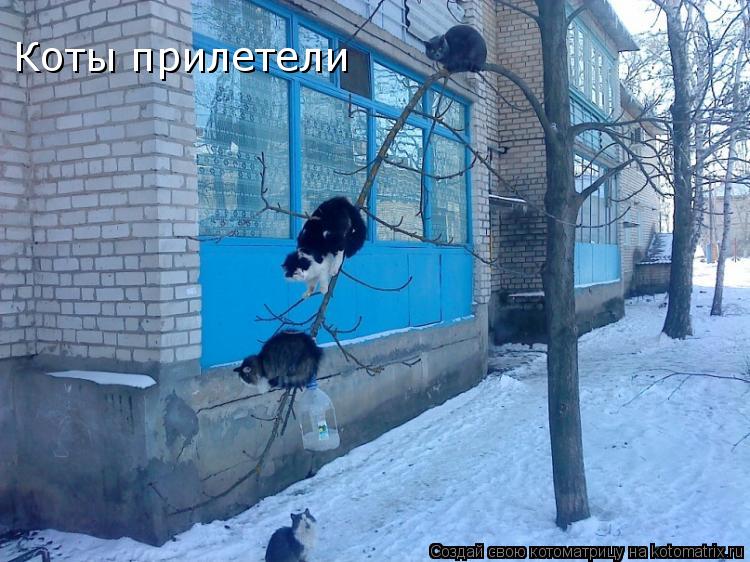 Коты прилетели... Котоматрица: Коты прилетели