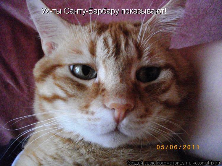 Ух-ты Санту-Барбару показывают!... Котоматрица: Ух-ты Санту-Барбару показывают!