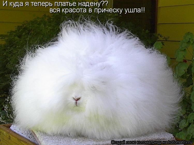 И куда я теперь платье надену?? вся красота в прическу ушла!!... Котоматрица: И куда я теперь платье надену?? вся красота в прическу ушла!!