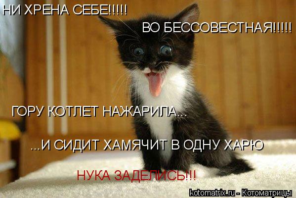 Котоматрица: НИ ХРЕНА СЕБЕ!!!!! ВО БЕССОВЕСТНАЯ!!!!! ГОРУ КОТЛЕТ НАЖАРИЛА... ...И СИДИТ ХАМЯЧИТ В ОДНУ ХАРЮ НУКА ЗАДЕЛИСЬ!!!