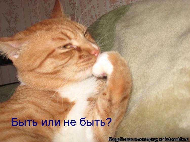 Котоматрица: Быть или не быть?