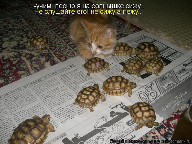 Котоматрица: -учим  песню я на солнышке сижу... -не слушайте его! не сижу а лежу...