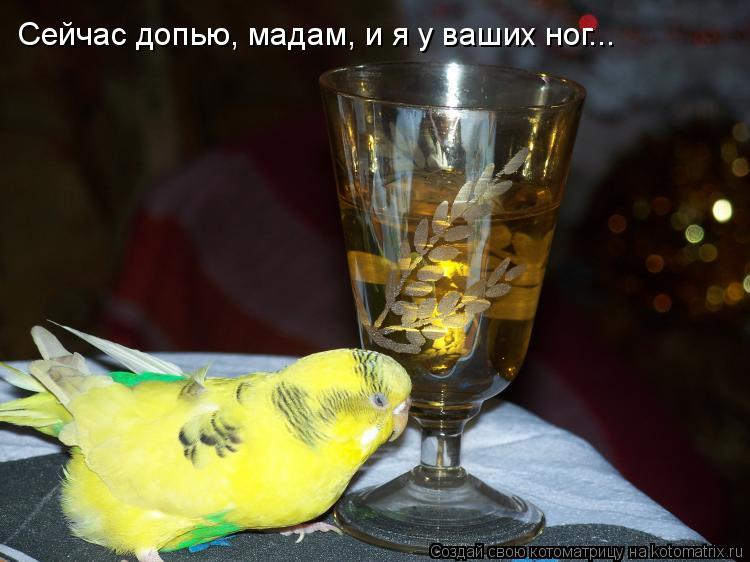 Котоматрица: Сейчас допью, мадам, и я у ваших ног...
