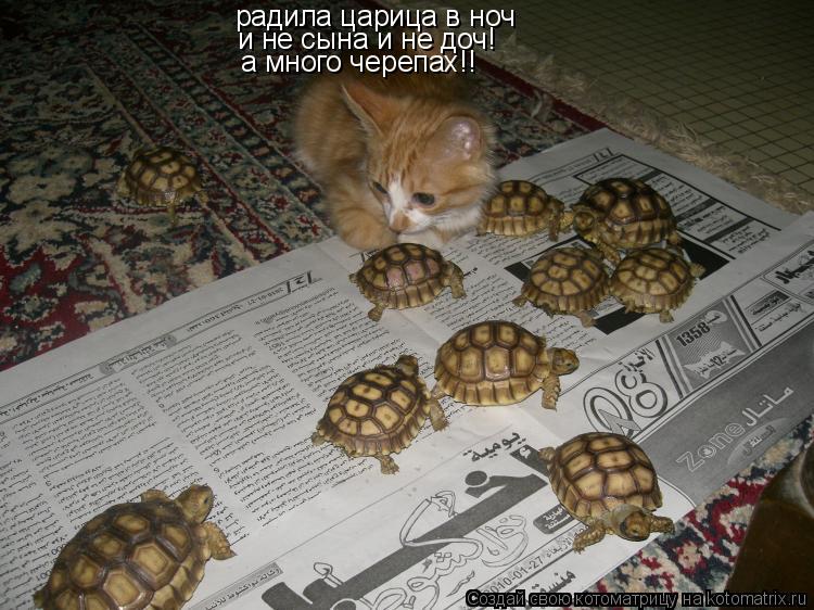 Котоматрица: радила царица в ноч и не сына и не доч! а много черепах!!