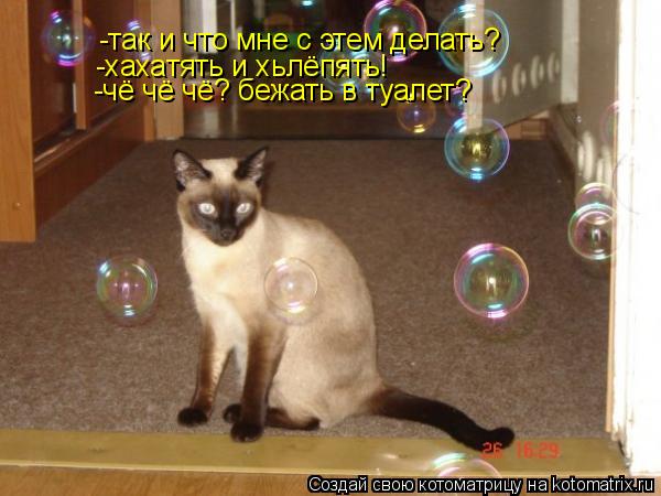 Котоматрица: -так и что мне с этем делать? -хахатять и хьлёпять! -чё чё чё? бежать в туалет?