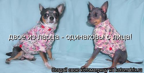 Котоматрица: двое из ларца - одинаковы с лица!