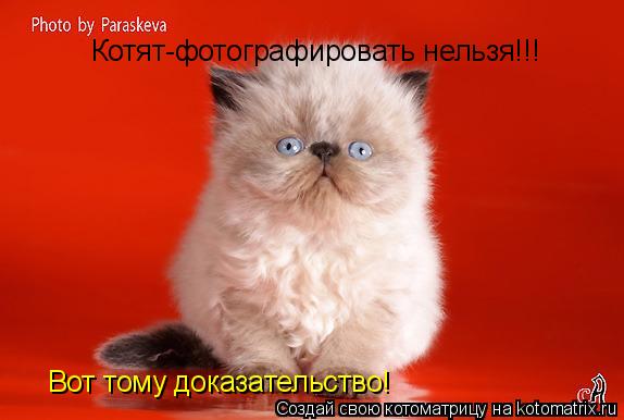 Котоматрица: Котят-фотографировать нельзя!!! Вот тому доказательство!