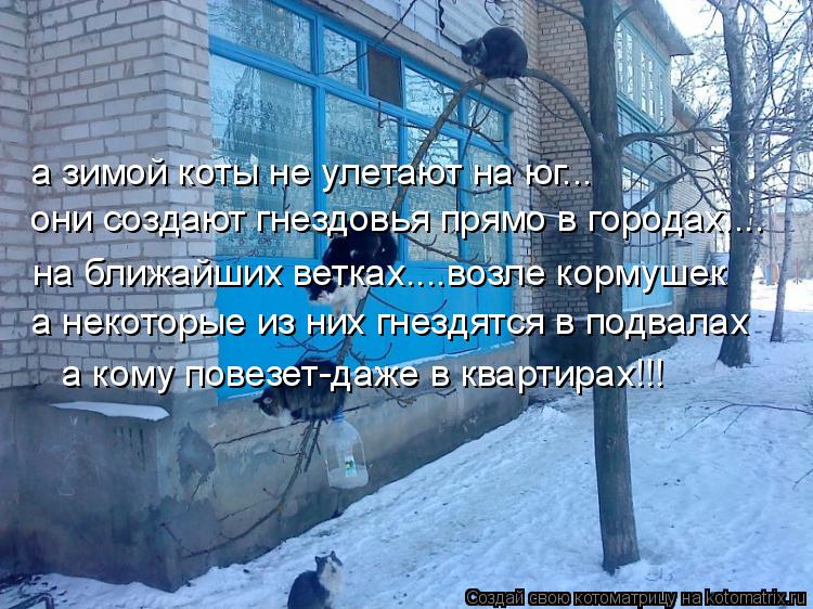 Котоматрица: а зимой коты не улетают на юг... они создают гнездовья прямо в городах.... на ближайших ветках....возле кормушек а некоторые из них гнездятся в 