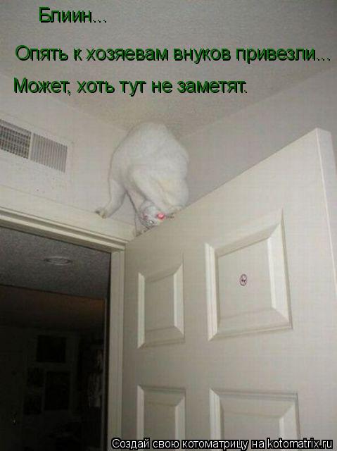 Котоматрица: Блиин...  Опять к хозяевам внуков привезли... Опять к хозяевам внуков привезли... Может, хоть тут не заметят.