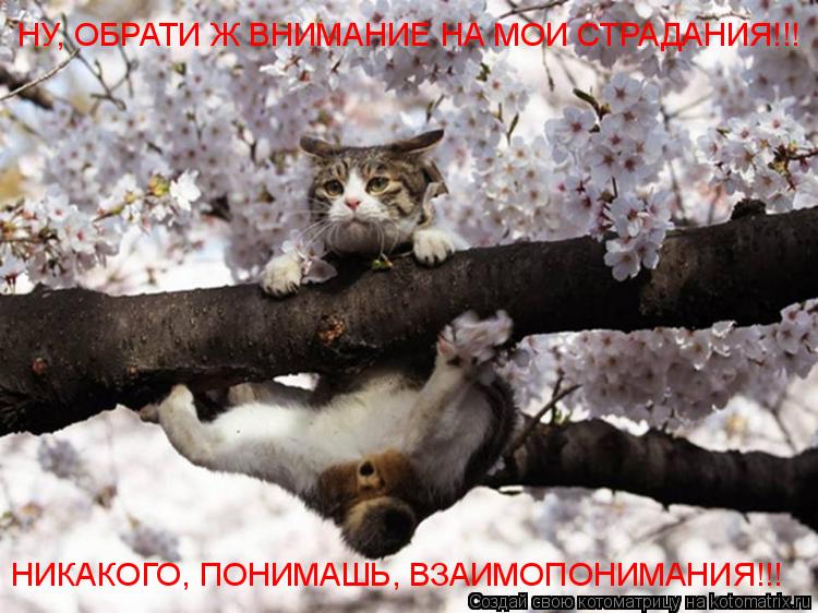 НУ, ОБРАТИ Ж ВНИМАНИЕ НА МОИ СТРАДАНИЯ!!! НИКАКОГО, ПОНИМАШЬ, ВЗАИМОПОНИМАНИЯ!!!... Котоматрица: НУ, ОБРАТИ Ж ВНИМАНИЕ НА МОИ СТРАДАНИЯ!!! НИКАКОГО, ПОНИМАШЬ, ВЗАИМОПОНИМАНИЯ!!!
