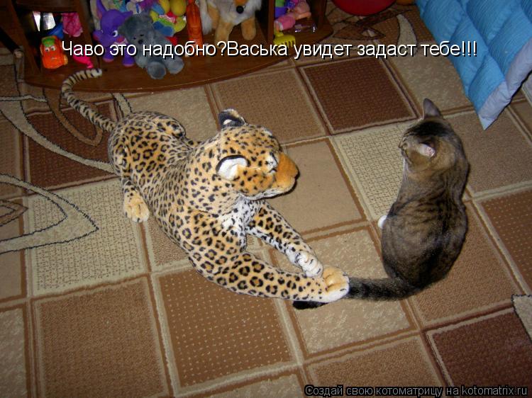 Чаво это надобно?Васька увидет задаст тебе!!!... Котоматрица: Чаво это надобно?Васька увидет задаст тебе!!!