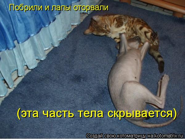 Котоматрица: Побрили и лапы оторвали (эта часть тела скрывается)