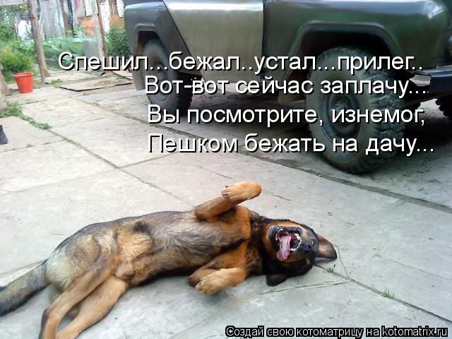 Спешил...бежал..устал...прилег.. Вот-вот сейчас заплачу... Вы посмотрите, изнемог, Пешком бежать на д... Котоматрица: Спешил...бежал..устал...прилег.. Вот-вот сейчас заплачу... Вы посмотрите, изнемог, Пешком бежать на дачу...