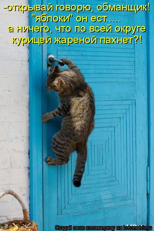 -открывай говорю, обманщик! "яблоки" он ест..... а ничего, что по всей округе курицей жареной пахнет?... Котоматрица: -открывай говорю, обманщик! "яблоки" он ест..... а ничего, что по всей округе курицей жареной пахнет?!