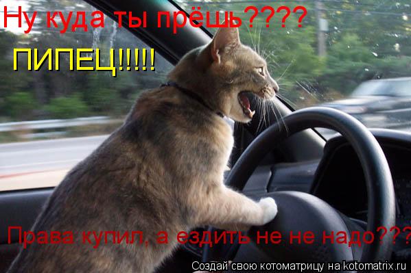 Ну куда ты прёшь???? ПИПЕЦ!!!!! Права купил, а ездить не не надо???... Котоматрица: Ну куда ты прёшь???? ПИПЕЦ!!!!! Права купил, а ездить не не надо???