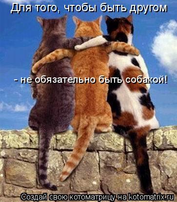 Котоматрица: Для того, чтобы быть другом  - не обязательно быть собакой!