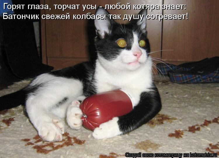 Горят глаза, торчат усы - любой котяра знает: Батончик свежей колбасы так душу согревает!... Котоматрица: Горят глаза, торчат усы - любой котяра знает: Батончик свежей колбасы так душу согревает!