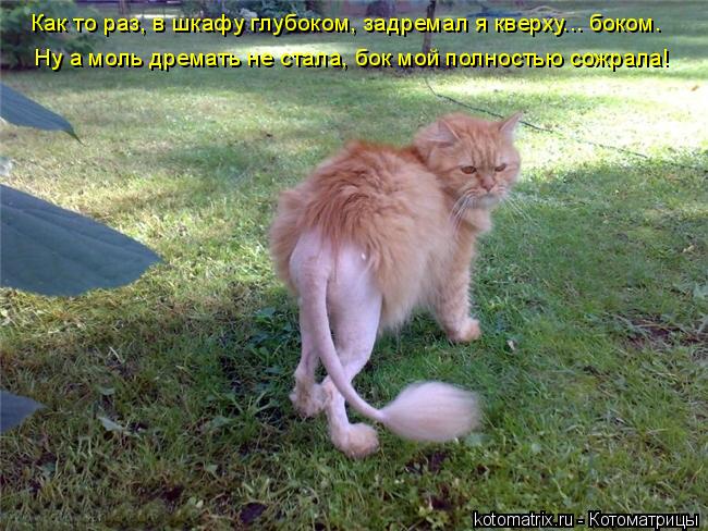 Как то раз, в шкафу глубоком, задремал я кверху... боком. Ну а моль дремать не стала, бок мой полнос... Котоматрица: Как то раз, в шкафу глубоком, задремал я кверху... боком. Ну а моль дремать не стала, бок мой полностью сожрала!