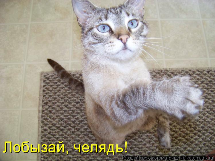 Котоматрица: Лобызай, челядь!