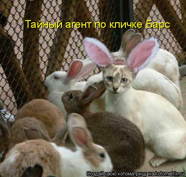 Котоматрица: Тайный агент по кличке Барс