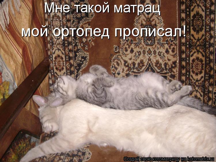 Котоматрица: Мне такой матрац  мой ортопед прописал!