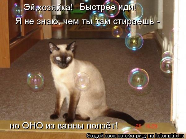 Котоматрица: Эй,хозяйка! Быстрее иди! Я не знаю, чем ты там стираешь - но ОНО из ванны ползёт!