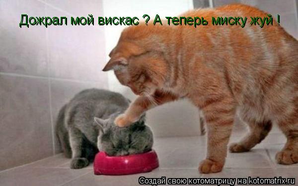 Дожрал мой вискас ? А теперь миску жуй !... Котоматрица: Дожрал мой вискас ? А теперь миску жуй !