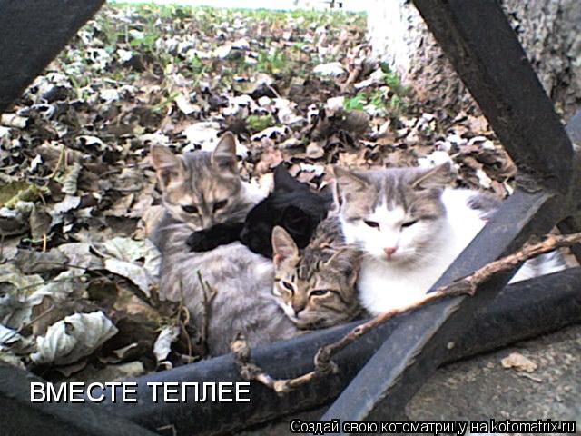ВМЕСТЕ ТЕПЛЕЕ... Котоматрица: ВМЕСТЕ ТЕПЛЕЕ