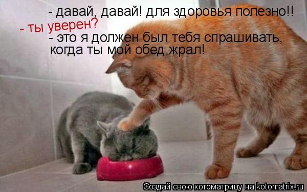 - давай, давай! для здоровья полезно!! - ты уверен? - это я должен был тебя спрашивать, когда ты мой ... Котоматрица: - давай, давай! для здоровья полезно!! - ты уверен? - это я должен был тебя спрашивать, когда ты мой обед жрал!