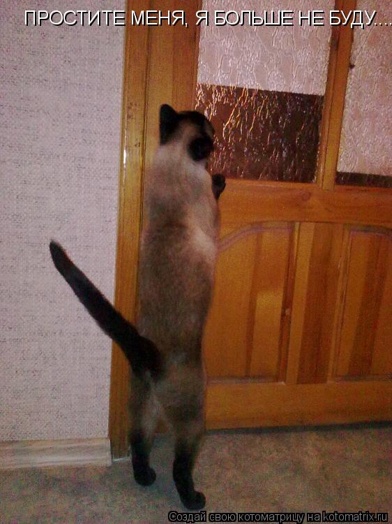 ПРОСТИТЕ МЕНЯ, Я БОЛЬШЕ НЕ БУДУ......... Котоматрица: ПРОСТИТЕ МЕНЯ, Я БОЛЬШЕ НЕ БУДУ......