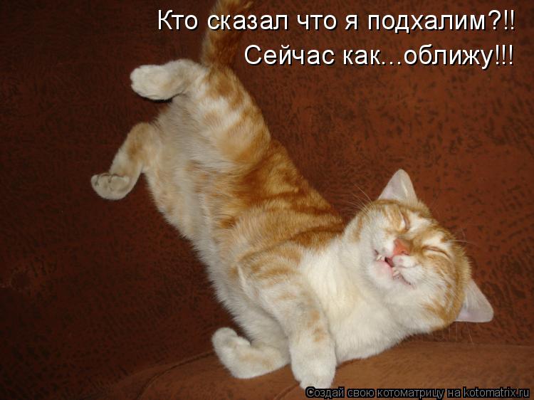 Котоматрица: Кто сказал что я подхалим?!! Сейчас как...оближу!!!