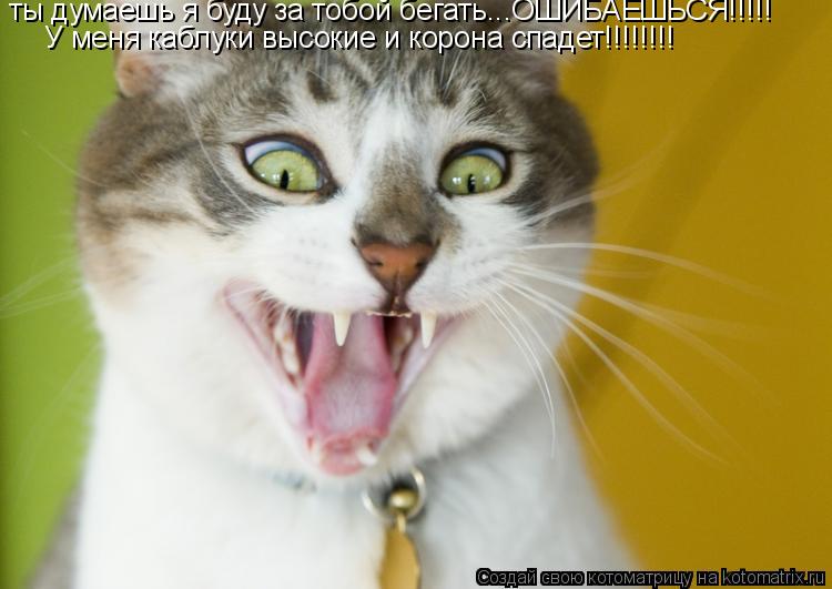 Котоматрица: ты думаешь я буду за тобой бегать…….ОШИБАЕШЬСЯ!!!!!  У меня каблуки высокие и корона спадет!!!!!!!!