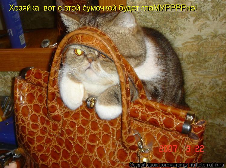 Котоматрица: Хозяйка, вот с этой сумочкой будет глаМУРРРРно!