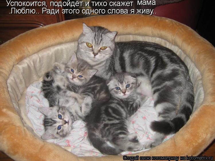 Котоматрица: Успокоится, подойдёт и тихо скажет мама  “Люблю…” Ради этого одного слова я живу….