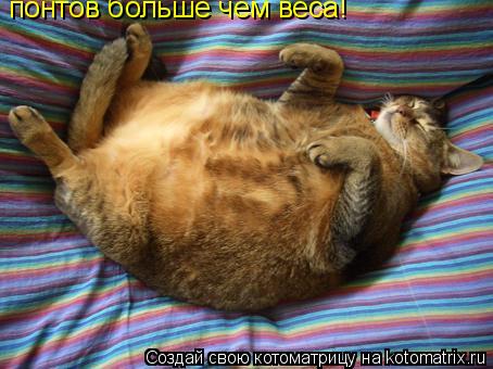 Котоматрица: понтов больше чем веса!