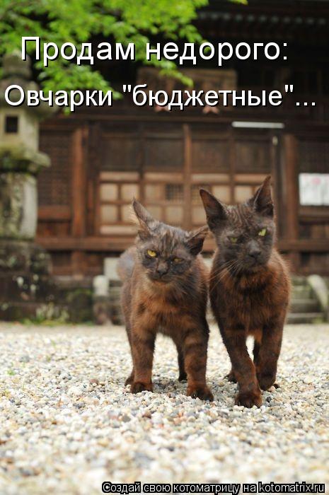 Котоматрица: Продам недорого: Овчарки "бюджетные"...