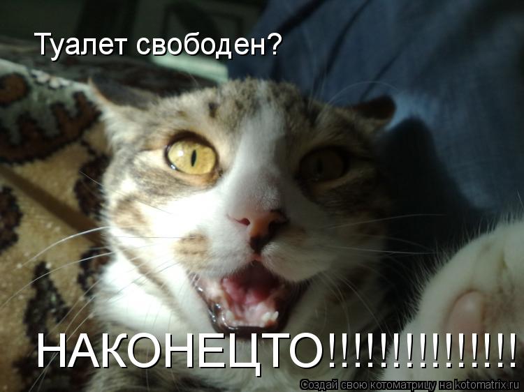 Котоматрица: Туалет свободен? НАКОНЕЦТО!!!!!!!!!!!!!!!!!!!!