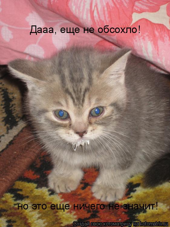 Котоматрица: Дааа, еще не обсохло! но это еще ничего не значит!