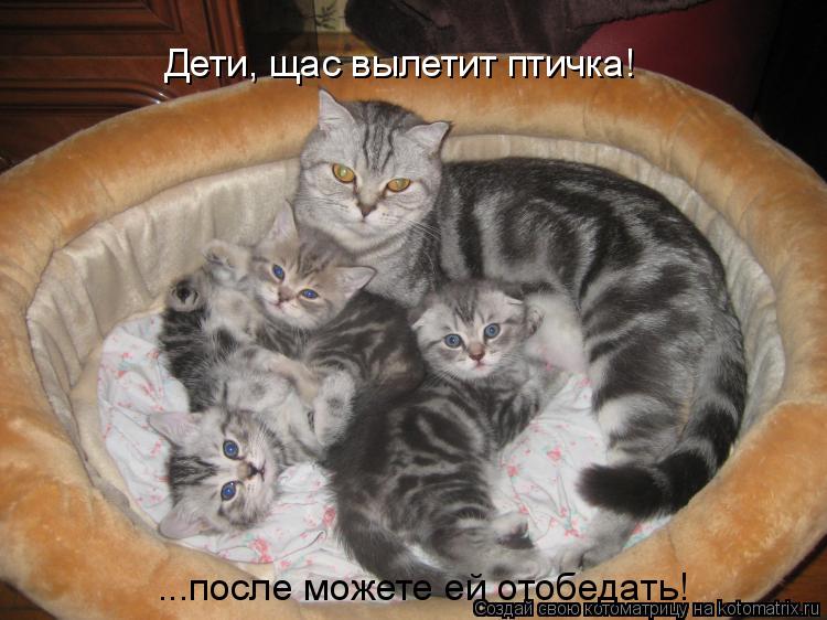 Котоматрица: Дети, щас вылетит птичка! ...после можете ей отобедать!