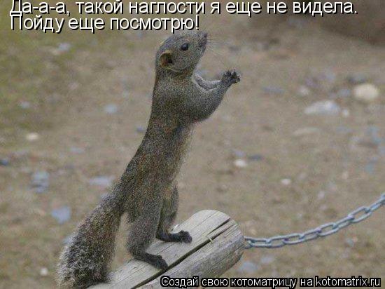 Котоматрица: Да-а-а, такой наглости я еще не видела.  Пойду еще посмотрю!