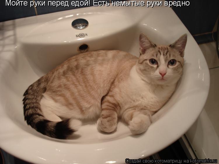 Котоматрица: Мойте руки перед едой! Есть немытые руки вредно