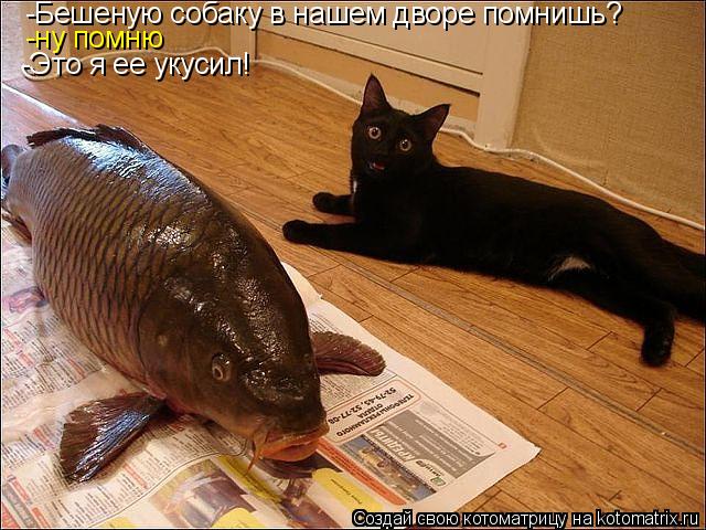 Котоматрица: -Бешеную собаку в нашем дворе помнишь?  -ну помню -Это я ее укусил!