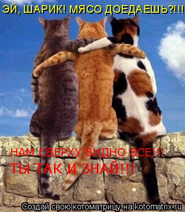 Котоматрица: ЭЙ, ШАРИК! МЯСО ДОЕДАЕШЬ?!!! НАМ СВЕРХУ ВИДНО ВСЕ!!! ТЫ ТАК И ЗНАЙ!!!