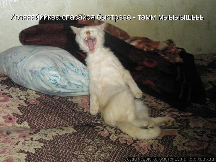 Котоматрица: Хозяяяйййкаа спасайся быстреее - тамм мыыыышььь