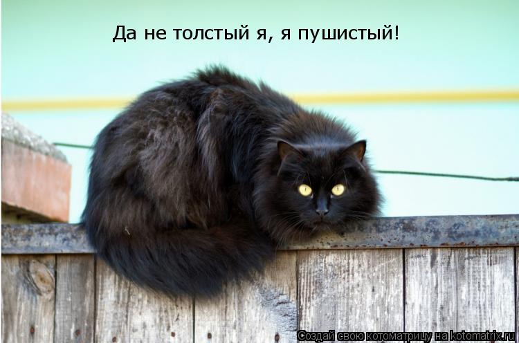 Котоматрица: Да не толстый я, я пушистый!