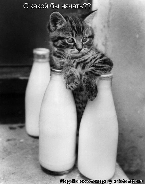 Котоматрица: С какой бы начать??