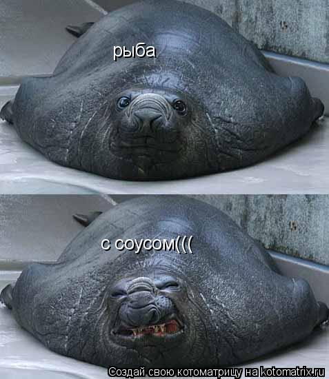 Котоматрица: рыба с соусом(((