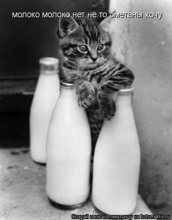 Котоматрица: молоко молоко нет не то сметаны хочу