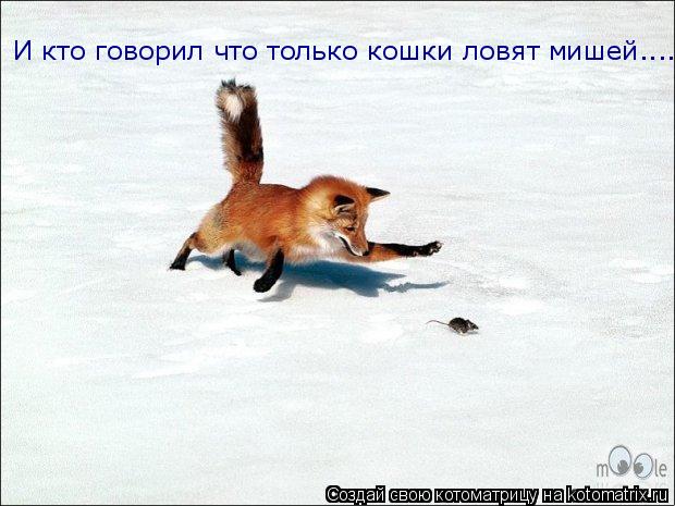Котоматрица: И кто говорил что только кошки ловят мишей....