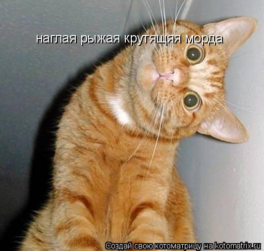 Котоматрица: наглая рыжая крутящяя морда